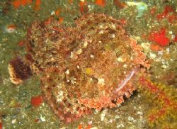 Scorpionfish by David Johnson 
